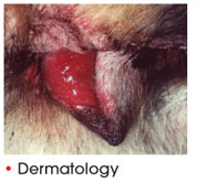 Dermatology