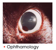 Ophthamology