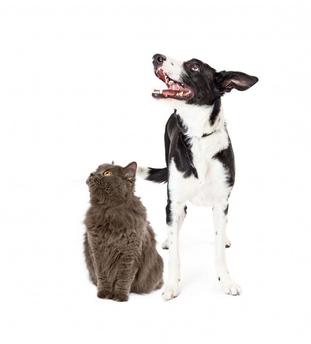Cat and Dog on White background